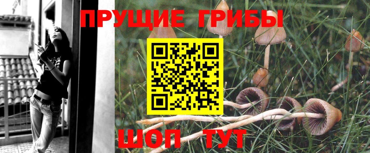 Сафоново  Галлюциногенные грибы прущие грибы  Вход с VPN 